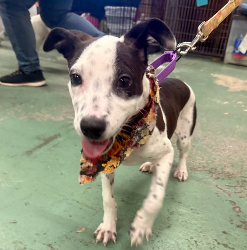 picture of the dog needing adoption