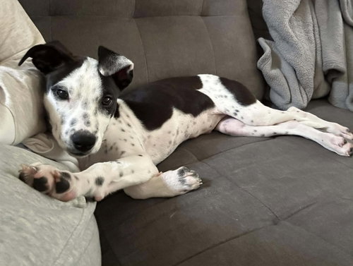 picture of the dog needing adoption