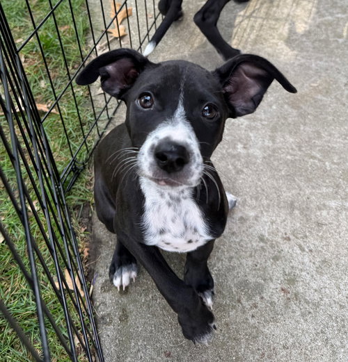 picture of the dog needing adoption