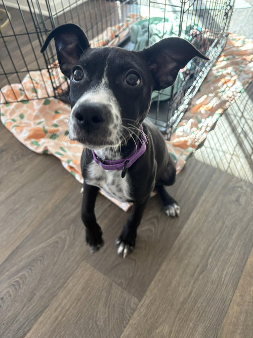 picture of the dog needing adoption