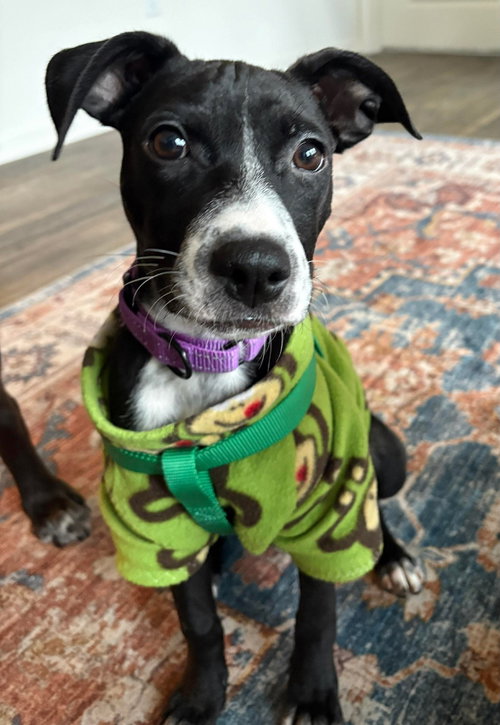 picture of the dog needing adoption