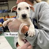 RASCAL - Photo 11