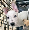 RASCAL - Photo 9