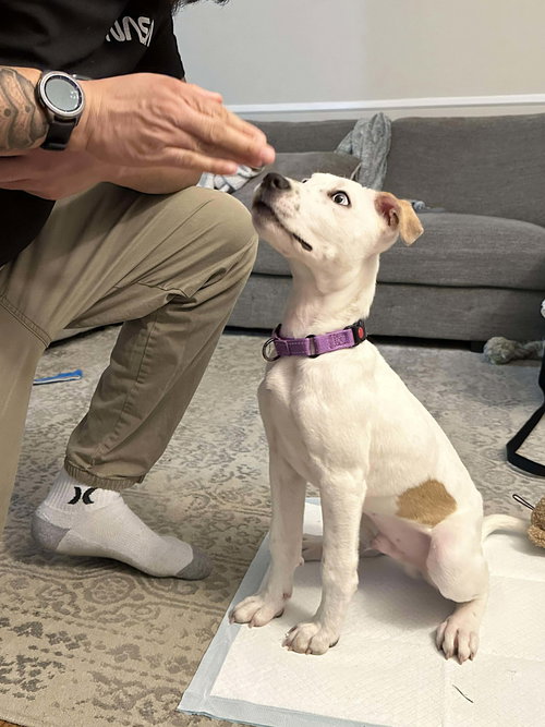 picture of the dog needing adoption