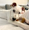 RASCAL - Photo 2