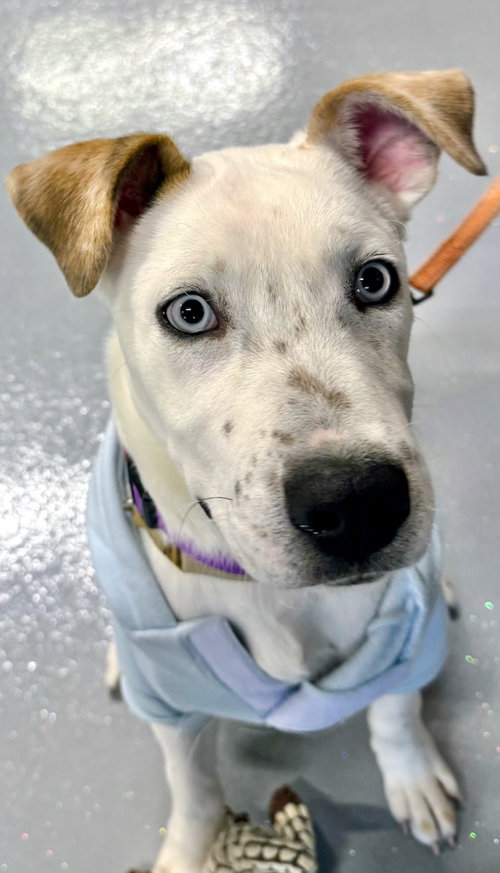 RASCAL - Shepherd / Husky available for adoption