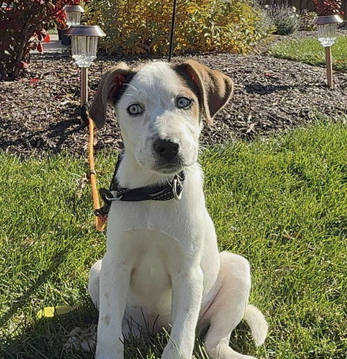 picture of the dog needing adoption