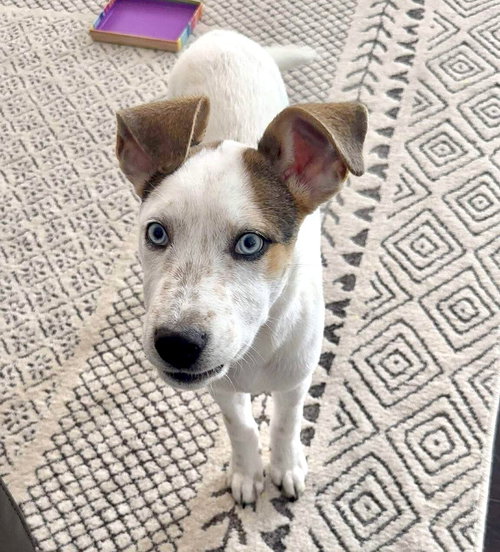 picture of the dog needing adoption