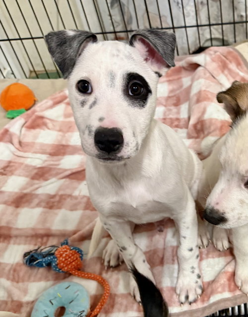 picture of the dog needing adoption