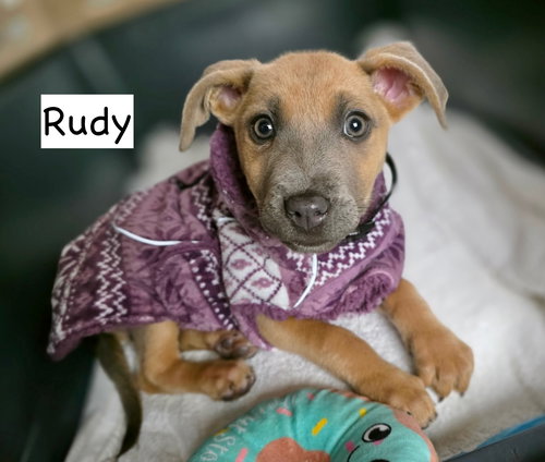 picture of the dog needing adoption