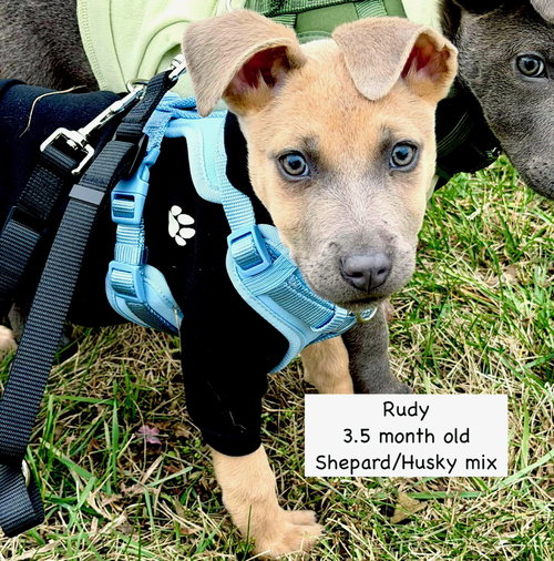picture of the dog needing adoption