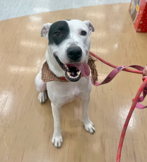 picture of the dog needing adoption