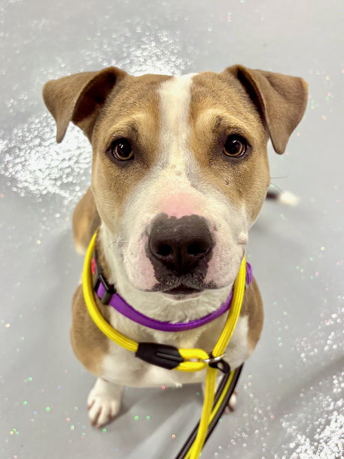 TERA - Pit Bull Terrier / Hound available for adoption