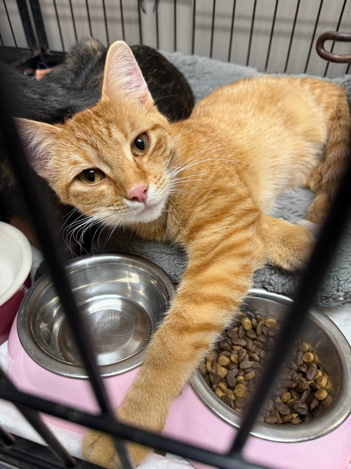 picture of the cat needing adoption