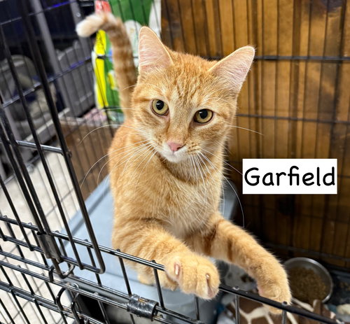 picture of the cat needing adoption