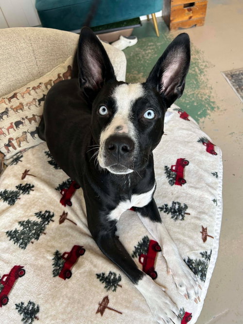 picture of the dog needing adoption