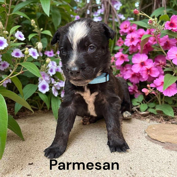X-Parmesan