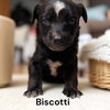 X-Biscotti - Photo 9