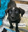 X-Biscotti - Photo 8