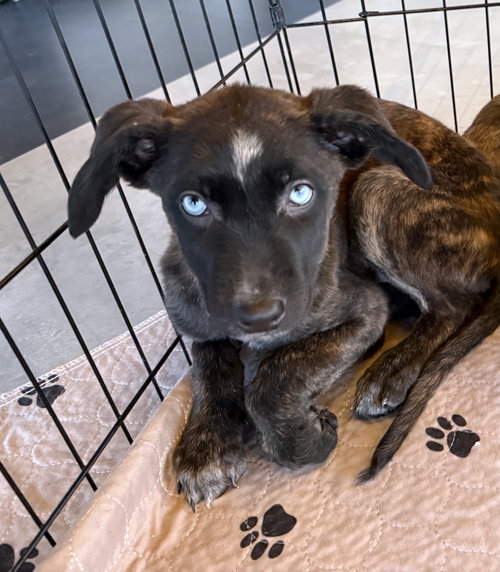picture of the dog needing adoption