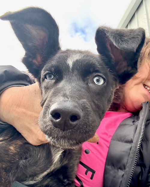 X-BISCOTTI - Border Collie / Husky available for adoption