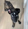 Biscotti - Photo 3
