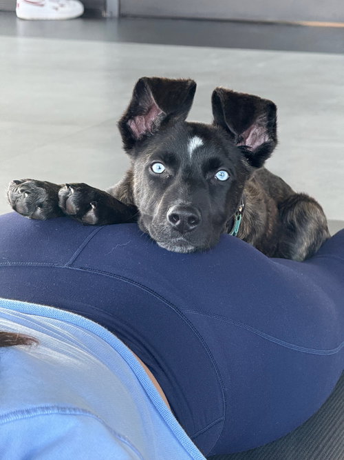 BISCOTTI - Border Collie / Husky available for adoption
