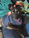 Biscotti - Photo 1