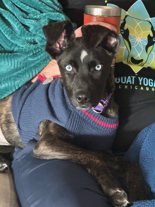 BISCOTTI - Border Collie / Husky available for adoption