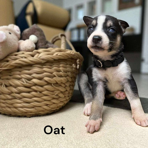 X-Oat