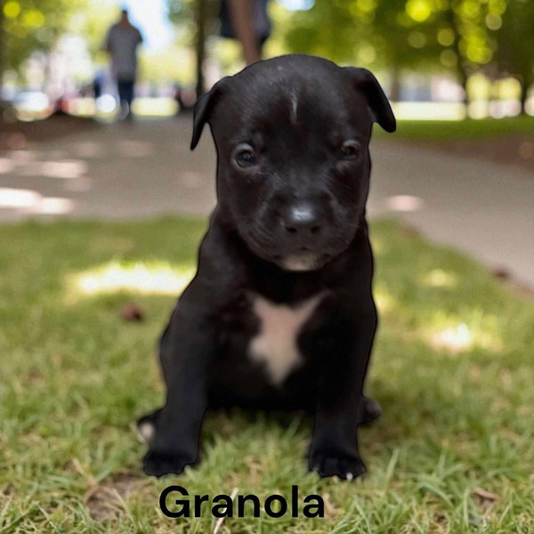 X-Granola