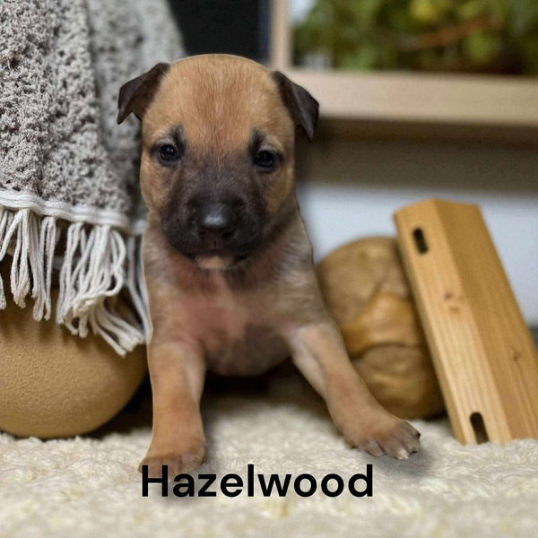 X-Hazelwood