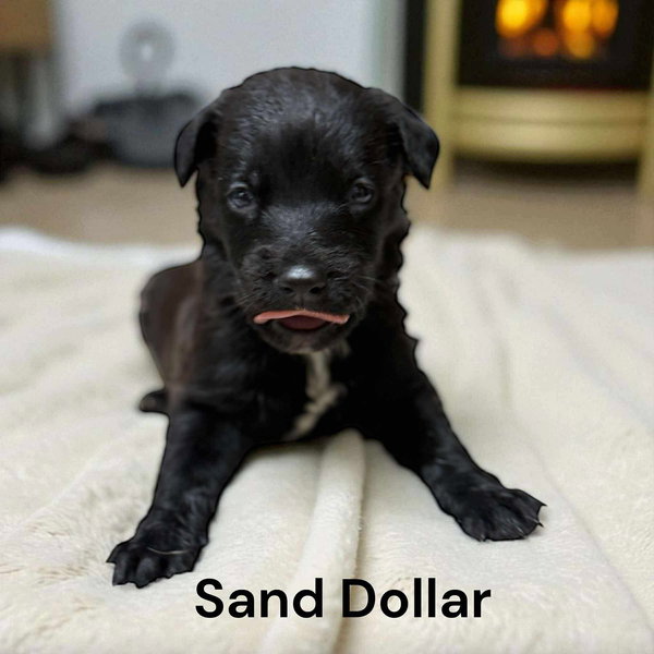 X-Sand Dollar
