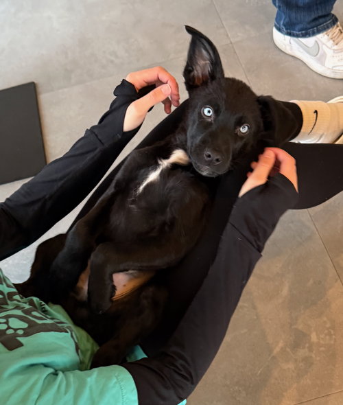 picture of the dog needing adoption