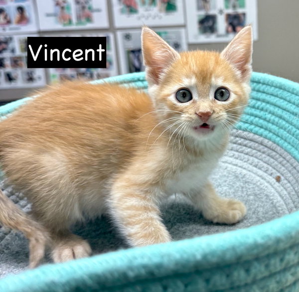 CAT-VINCENT
