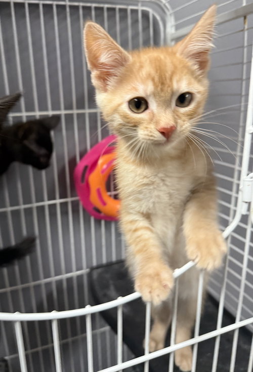 picture of the cat needing adoption