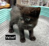 CAT-Velvet - Photo 3