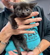 CAT-Velvet - Photo 4