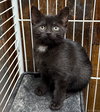CAT-Velvet - Photo 2