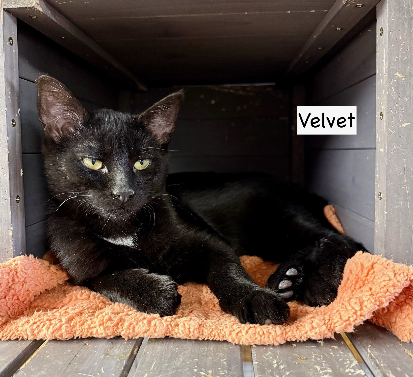 CAT - Velvet Image