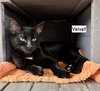 CAT - Velvet - Photo 1