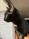 CAT - Velvet - Photo 3
