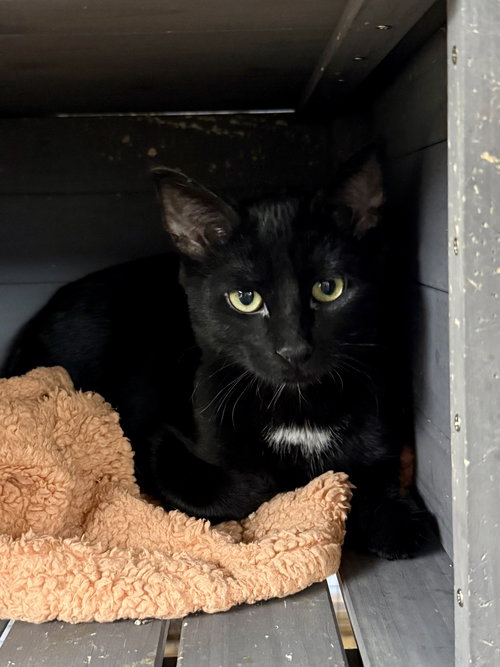 picture of the cat needing adoption