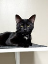CAT - Velvet - Photo 1