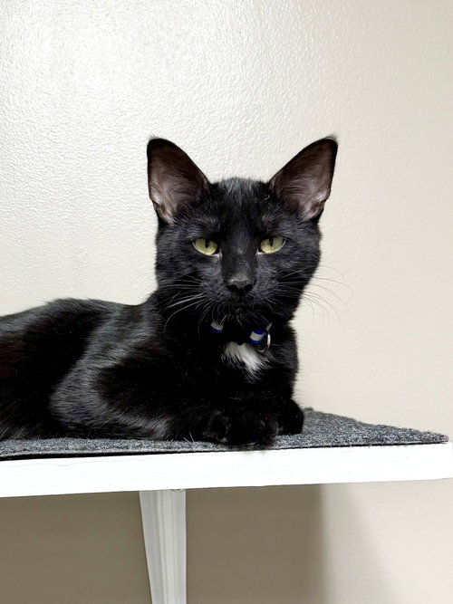 CAT - Velvet, an adoptable Domestic Short Hair in GILBERTS, IL