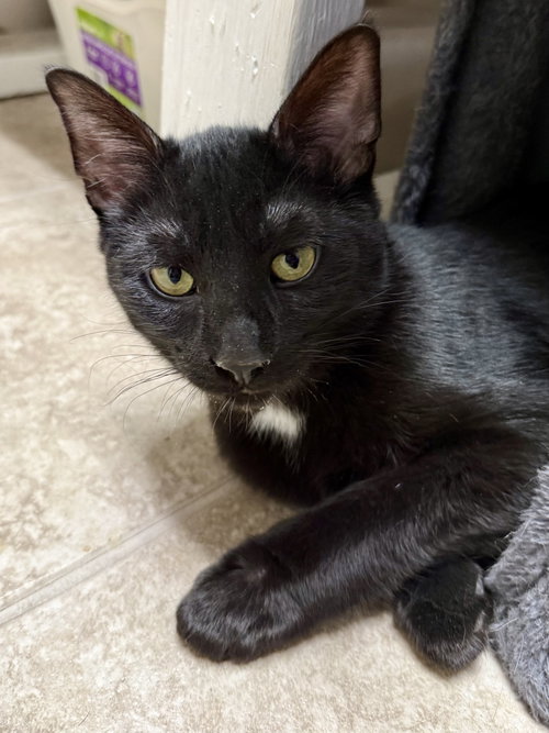 CAT - VELVET - Domestic Short Hair available for adoption