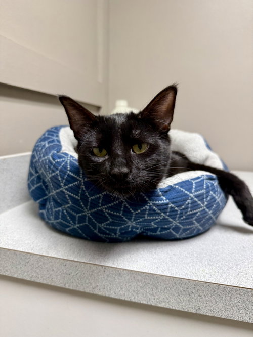 CAT - Velvet