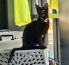 CAT - Velvet - Photo 3