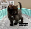 CAT-Veronica - Photo 3