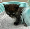 CAT-Veronica - Photo 4